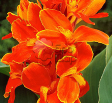 Канна Stadt Fellbach (Стадт Феллбах)купити