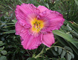 Лілейник Unchartered Waters (Анчартеред  Вотерс)купити