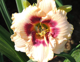 Лілейник Blueberry Candy (Блюберрі Кенді)купити