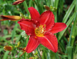 Лілейник Хей Зеа (Hey There)купити