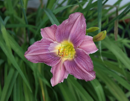 Лілейник Prairy Blue Eyes (Прейрі Блю Айз)купити