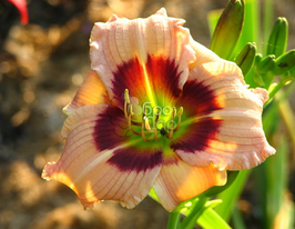 Лілейник Сілоам Бо Піп (Siloam Bo Peep)купити