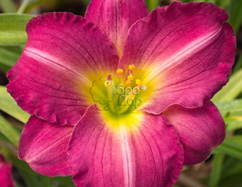 Лілейник Siloam Royal Prince (Сілоам Роял Прінц)купити