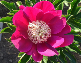 Піон Barrington Bell (Баррінґтон Белл)купити