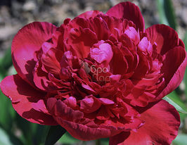 Піон Inspecteur Lavergne (Інспектор Лаверн'є)купити