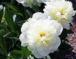 Пион Примевере Primevere купить