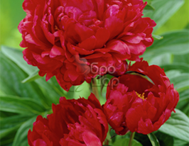 Піон Red Magic (Ред Маґік)купити