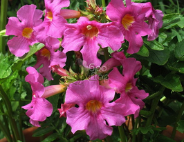 Инкарвиллея Delavayi (Делавай) купить