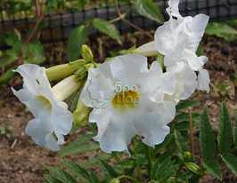 Інкарвіллея Snowtop (Сновтоп)купити