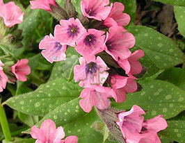 Медуница сахарная Dora Bielefeld (Дора Белефельд) купить