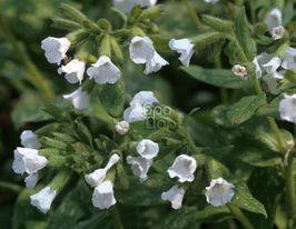 Медуница Opal (Опал) купить