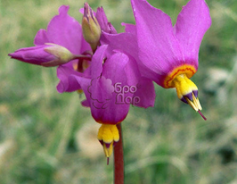 Додекатеон pulchellum Red Wing (Ред Винд) купить