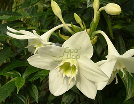 Еухаріс Amazonica (Амазонська лілія)купити