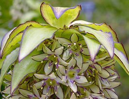 Эукомис Bicolor (Двухцветный) купить