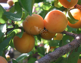 Абрикос Крымский Амур купить