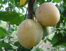 Слива Ренклод ранний купить