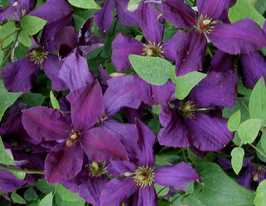 Клематис Полиш Спирит (Polish Spirit) купить