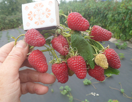 Малина Жар-птица 1 шт купить