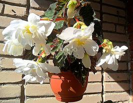 Бегония Пендула Белая (Pendula White) купить