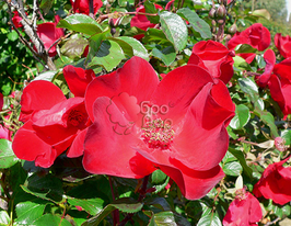 Роза бордюрная Robusta (Робуста) купить