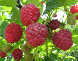 Малина Євразіякупити