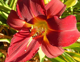 Лілейник Dragon Lore (Драгон Лор)купити