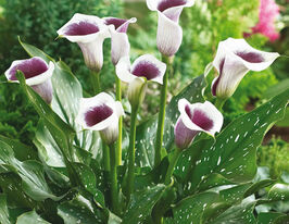 Калла Пікассо (Picasso)купити