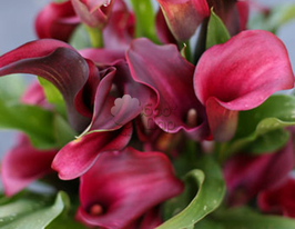 Калла Аллюр (Allure)купити