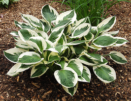 Хоста Патриот (Patriot) купить