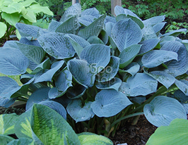 Хоста Blue Hawaii (Блю Гавайи) купить