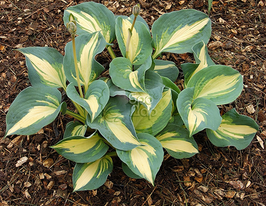 Хоста Dream Queen (Дрим Квин) купить