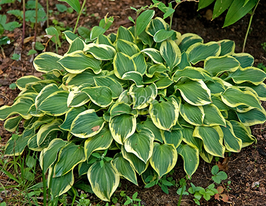 Хоста Piligrim (Пилигрим) купить