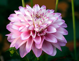 Жоржина декоративна Melody Dixie (Мелоді Діксі)купити