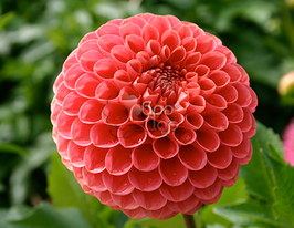 Жоржина шаровидна Cornel (Корнель)купити