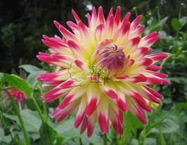 Жоржина кактусовидна Tahiti Sunrise (Тахіті Санрайз)купити