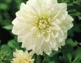 Жоржина декоративна Snowstorm (Сновшторм)купити