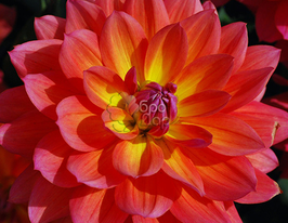 Жоржина декоративна Fire Pot (Фаер Пот)купити