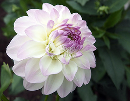 Жоржина шаровидна Eveline (Евелін)купити