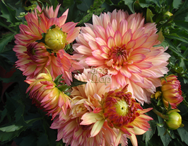 Жоржина декоративна Gallery Pablo (Геллері Пабло)купити