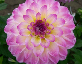 Георгина шаровидная El Paso (Эль Пасо) купить