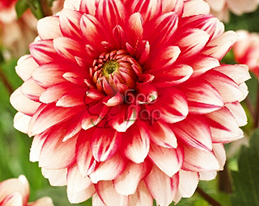 Жоржина декоративна Larry's Love (Ларріс Лав)купити