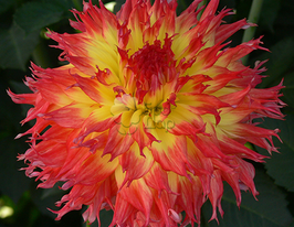 Жоржина бахромчаста Pinelands Pam (Пайнлендс Пам)купити