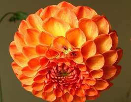 Жоржина помпонна New Babe (Нью Бейбі)купити