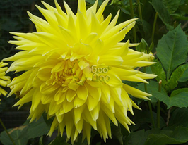 Георгина декоративная Bilbao (Бильбао) купить