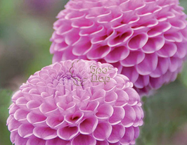 Жоржина помпонна Lipoma (Ліпома)купити