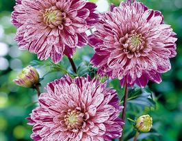 Жоржина декоративна Bristol Stripe (Брістоль Страйп)купити