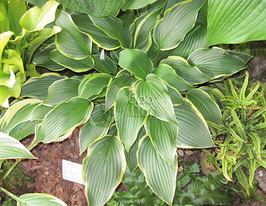 Хоста Yellow River (Йеллоу Ривер) купить