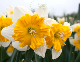 Габріель Клайберг (Gabriel Kleiberg) 2 шткупити