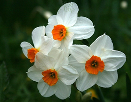 Гераніум (Geranium) 2 шткупити