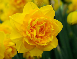 Нарцисс махровый Хеамур (Heamoor) купить